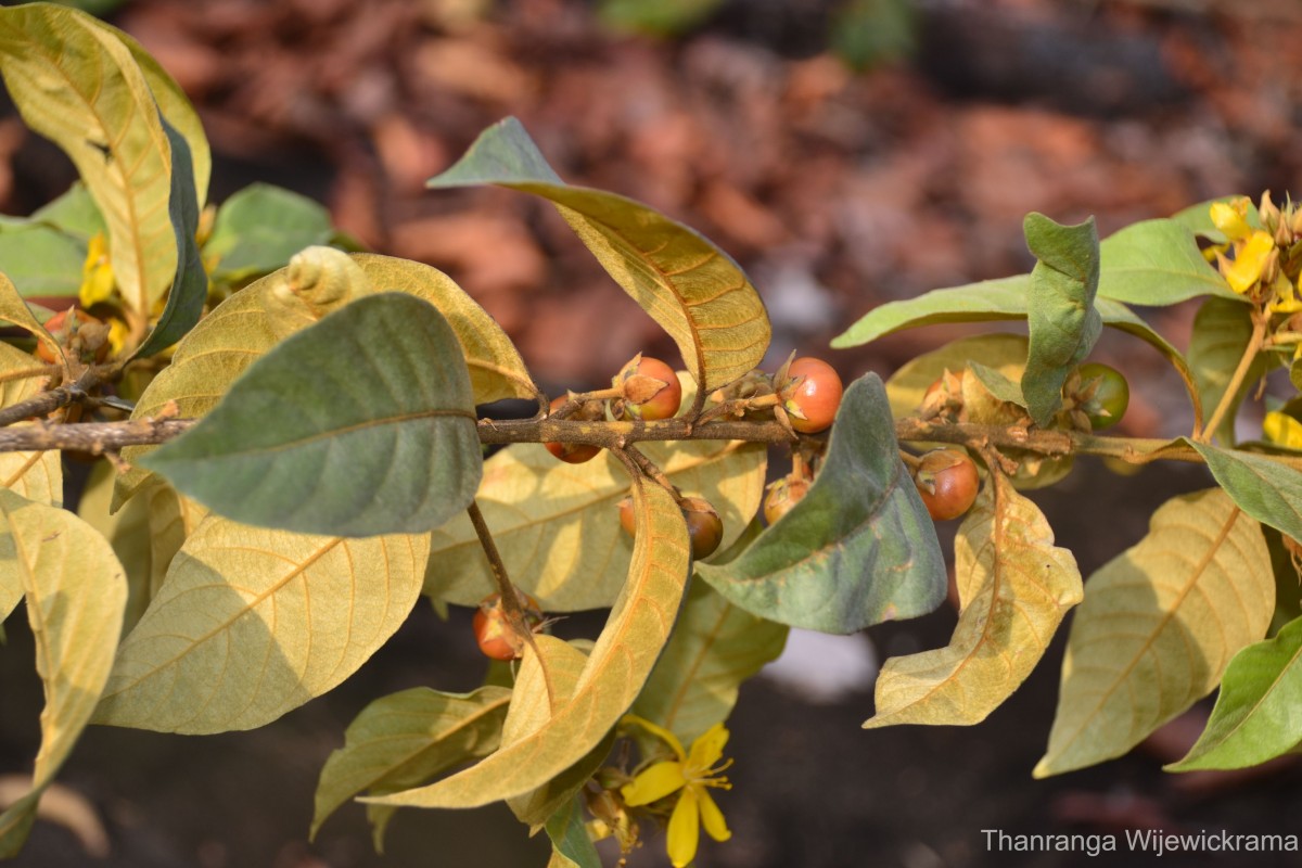 Hugonia ferruginea Wight & Arn.